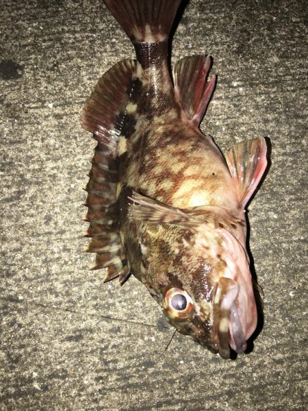 奴らは意外と足元に…