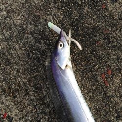 これがフラップ釣法の独壇場！！