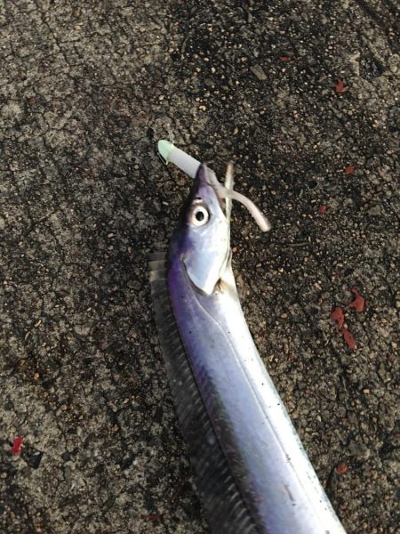 これがフラップ釣法の独壇場！！