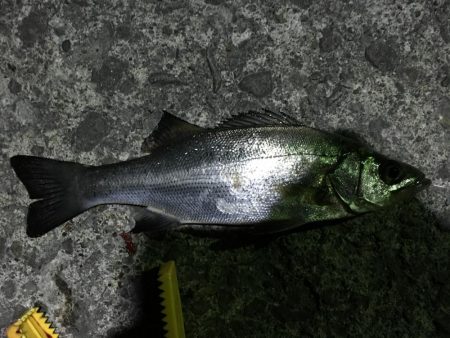 小イワシ泳がせ