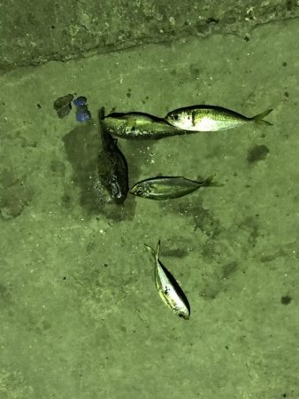 とりあえず漁港で