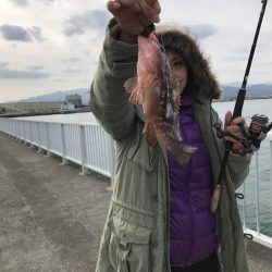 アコウが釣れました。