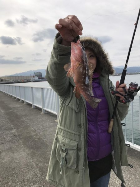 アコウが釣れました。