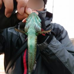 アジング釣行・・・