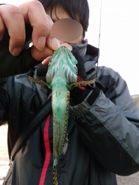 アジング釣行・・・