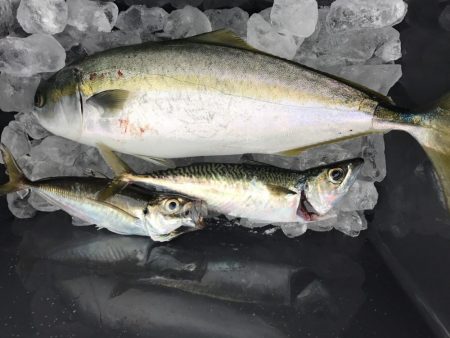 ハマチ～メジロ！