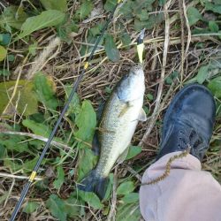 まだ釣れました