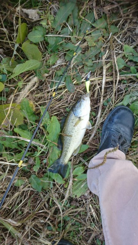 まだ釣れました