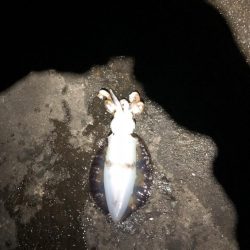 寒くなってきましたが大きいの、釣れました。