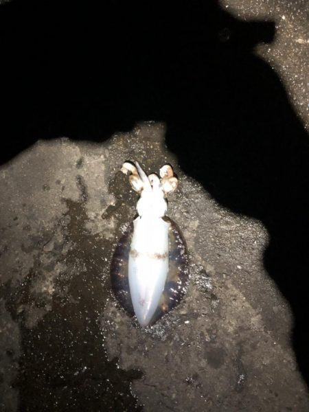 寒くなってきましたが大きいの、釣れました。