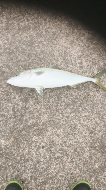 メジロ・ハマチゲット