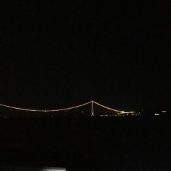 群れはこないタチウオ君