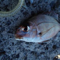 サゴシに助けられました！