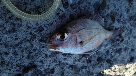 サゴシに助けられました！