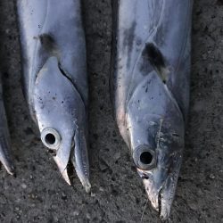 パワーシャッドどこまで使えんねん