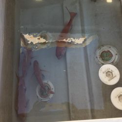 鯛、アジ、ガシラ