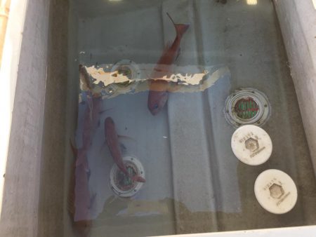 鯛、アジ、ガシラ