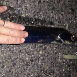 釣れてないところは釣れてない