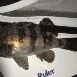 なんとかつ抜け