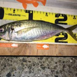 悶絶デカアジング！