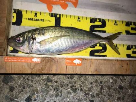 悶絶デカアジング！