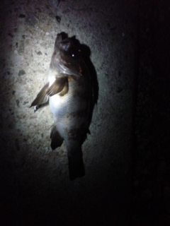 メバリング、はじめました。