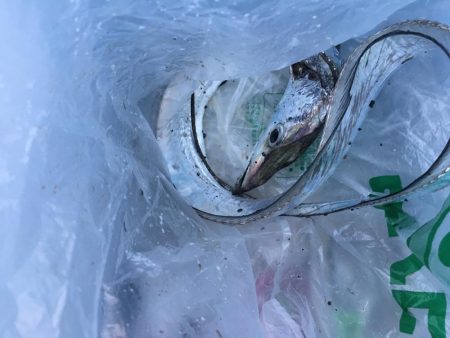 今年の釣り納めにドラゴン