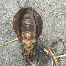 タイミングが難しい。