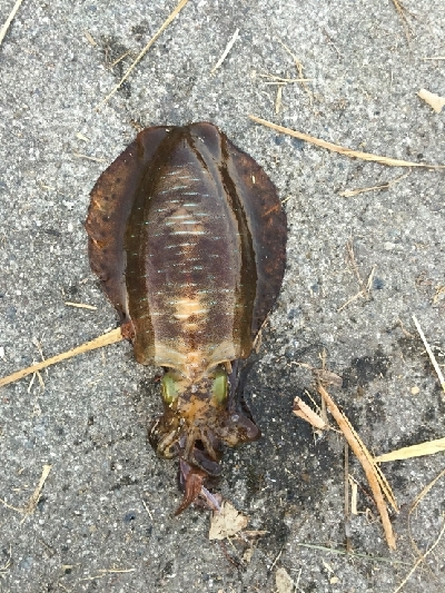 タイミングが難しい。