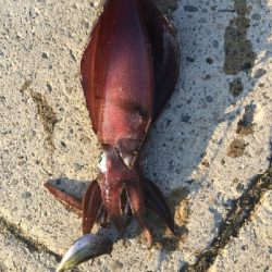 朝マヅメにヤエン！