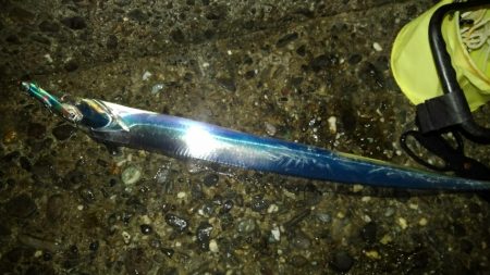 太刀魚、ガシラGET！！