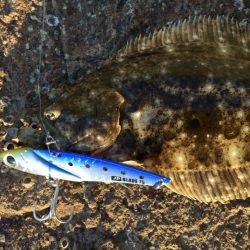 小さめのヒラメ