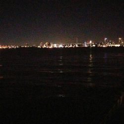 こんなのが釣れました。