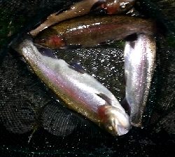 管理釣り場でトラウト！