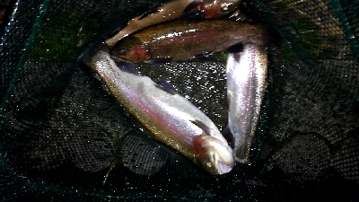 管理釣り場でトラウト！