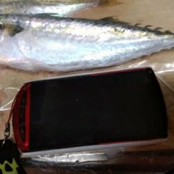 昨日は、結構釣れたのに。