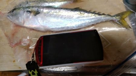 昨日は、結構釣れたのに。