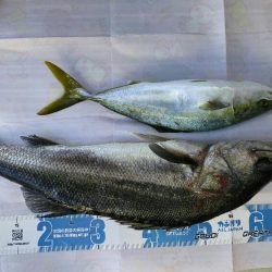 明石名田屋の飲ませ釣り