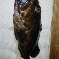 チヌ釣りの予定が…