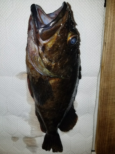 チヌ釣りの予定が…