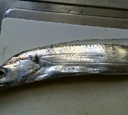 メバリングに行きました。