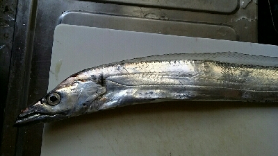 メバリングに行きました。