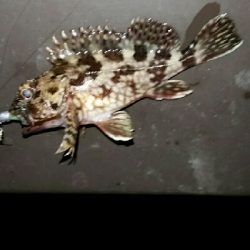 釣れると嬉しい、寒いけど