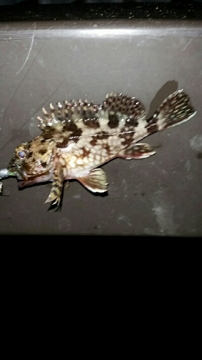 釣れると嬉しい、寒いけど