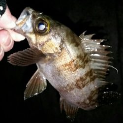 寒いけど釣りやすい