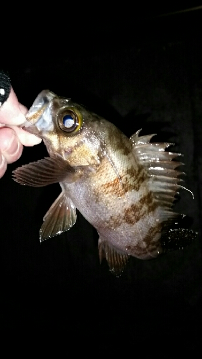 寒いけど釣りやすい