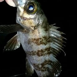 サイズupならず