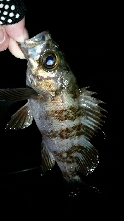 サイズupならず