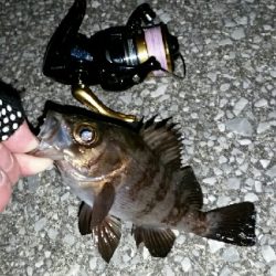 20㎝以上を釣るために