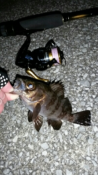 20㎝以上を釣るために